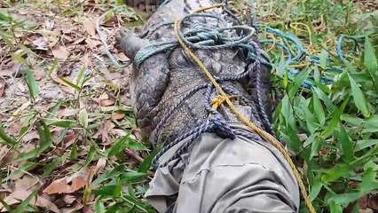 ext-poza-cocodrilo-090522