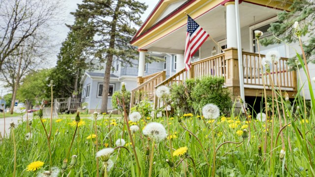 5 Tips for Participating in No Mow May to Help Bees in Spring