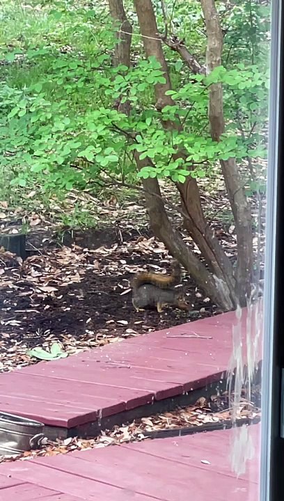Hyper Squirrel Bounces Around Backyard