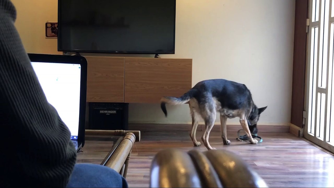 Dog is Done Being Subtle About Wanting a Walk