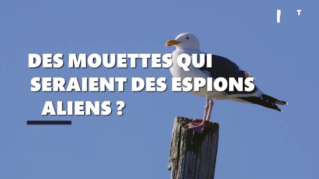 Les mouettes qui pourraient être des espions aliens : mais qu’est-ce que c’est que cette histoire ?