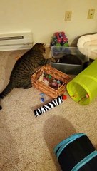 Pris au piège lors d'un combat félin