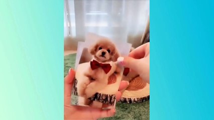 Le mannequinat n'est pas seulement pour les humains !