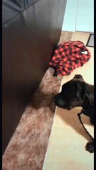 Mais où se trouve le chien