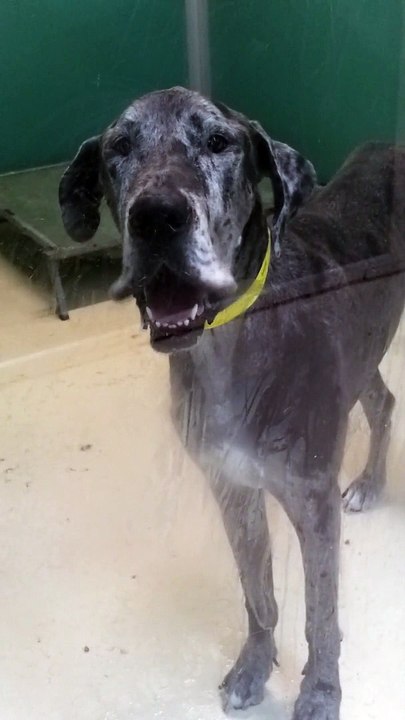 Great Dane "Claps" With Jowls