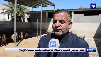 ماعز قبرصي لتهجين السلالات المحلية بهدف تحسين الإنتاج