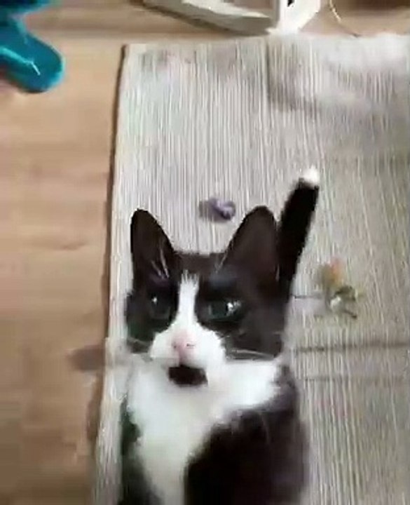 Funniest Cats