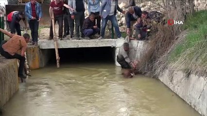 Sulama kanalına düşen hayvanlar kurtarıldı
