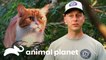 Temible rescate de gato agresivo a 9 metros de altura |  Gatos en apuros | Animal Planet