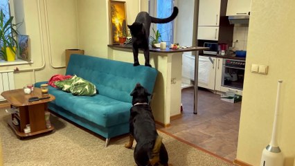 I was left alone with the panther Luna and rottweiler Venza