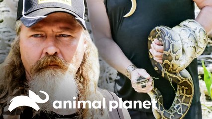 Equipe prepara uma cobra para o jantar | Caçadores de Pítons | Animal Planet Brasil