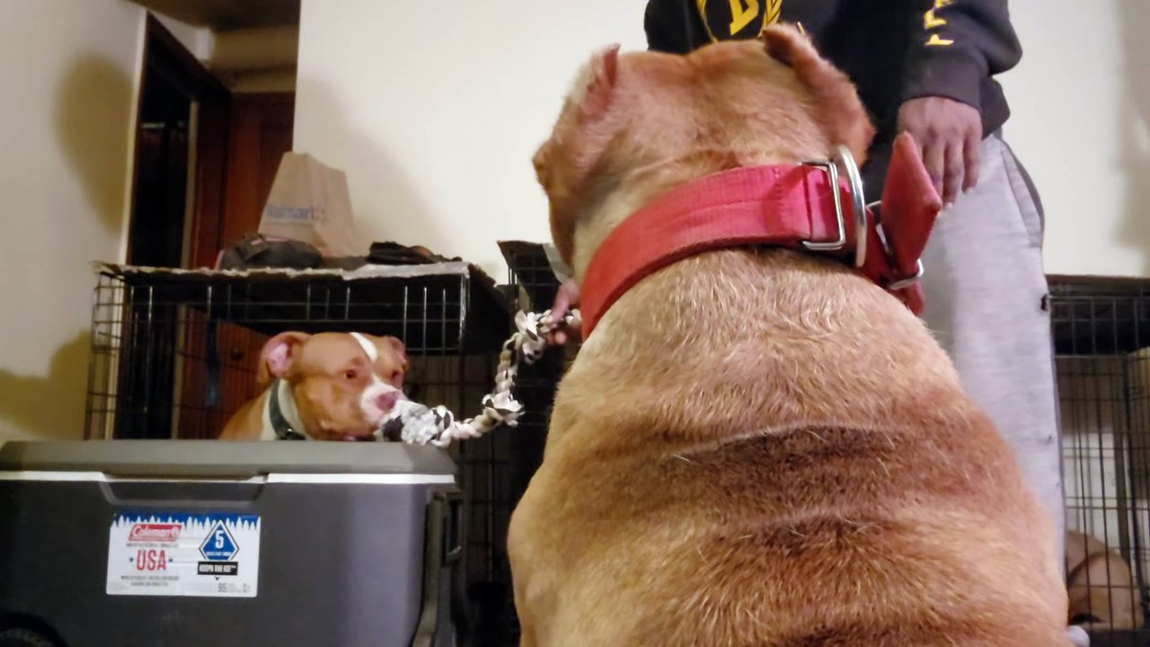 Camelot Red Nose Pitbulls Teaching Teamwork