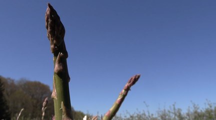 Asparagus crop delayed due to rollercoaster weather
