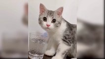 Baby Cats - Cute and Funny Cat Videos Compilation  Aww Animals