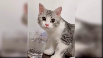 Baby Cats - Cute and Funny Cat Videos Compilation  Aww Animals