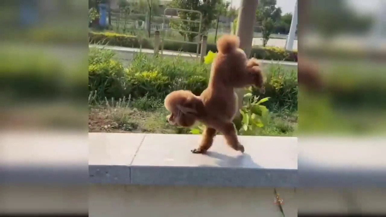 Baby Dogs - Cute and Funny Dog Videos Compilation Aww Animals