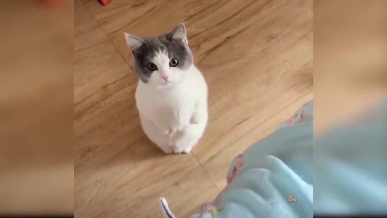 Baby Cats - Cute and Funny Cat Videos Compilation  Aww Animals