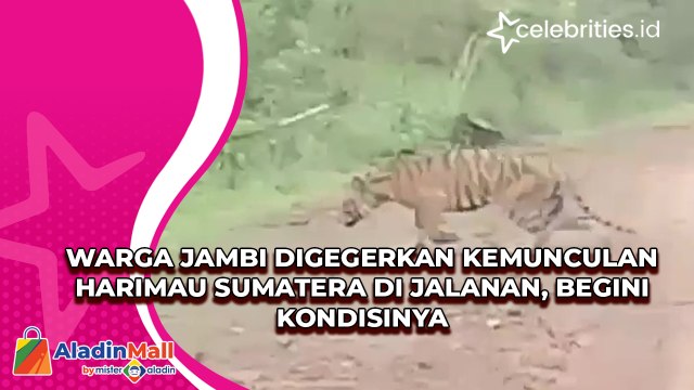 Warga Jambi Digegerkan Kemunculan Harimau Sumatera di Jalanan, Begini Kondisinya