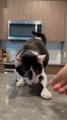 Cat Grabs And Hides Coins Under Her Paws