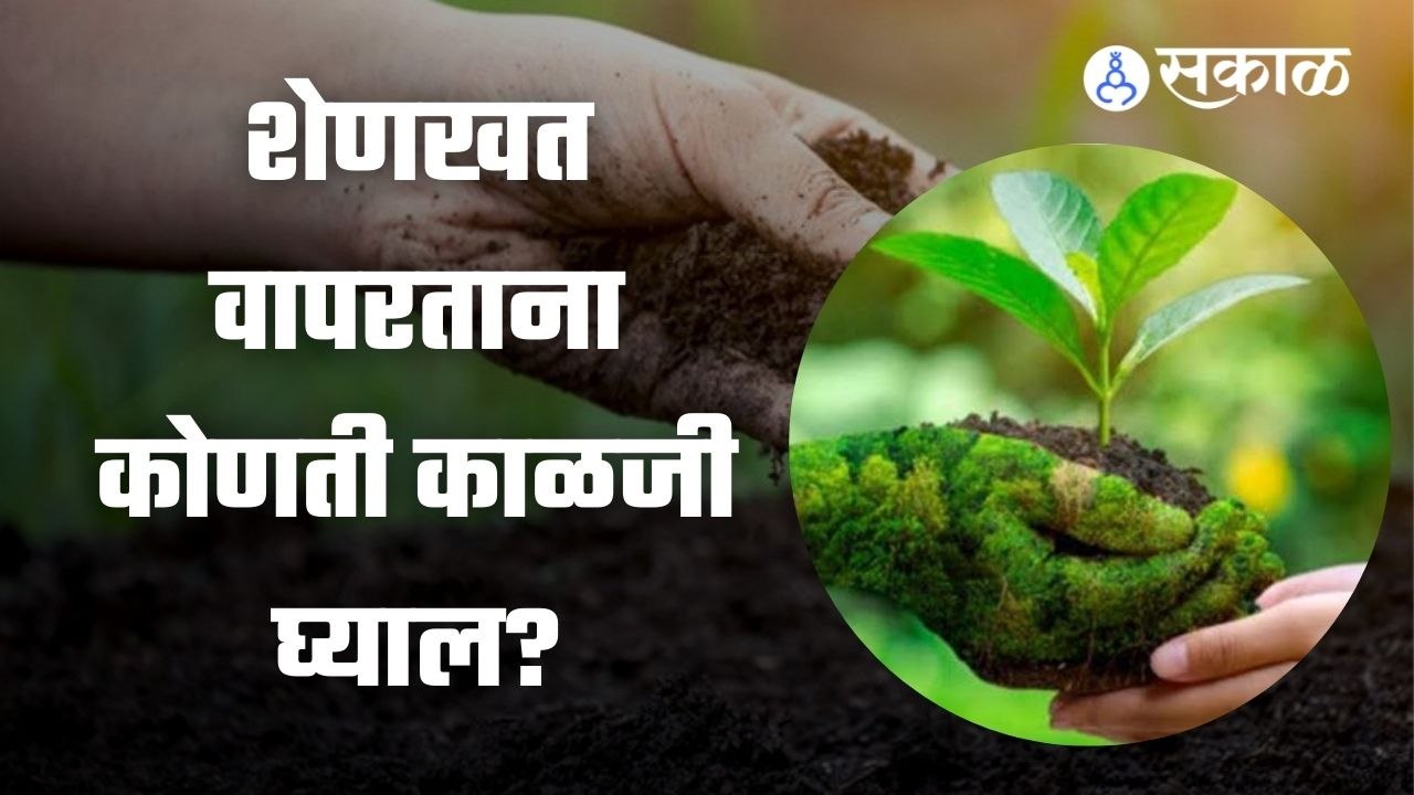 पिकांना शेणखताचाही बसू शकतो फटका!  | Cow Dung Uses | Farm Yard Manure Use | Sakal Media |