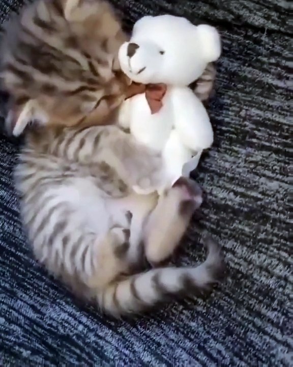 Cat Sleeping
