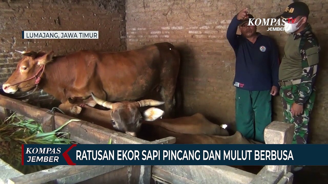 Ratusan Ekor Sapi Tertular PMK, Kaki Pincang dan Mulut Berbusa