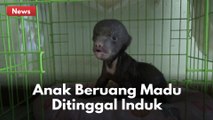 Anak Beruang Madu Yang Ditinggal Induk Ditemukan Warga !