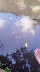 Kasih makan ikan patin albino