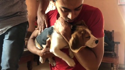 Funny Beagle Puppy Reaction when Injected