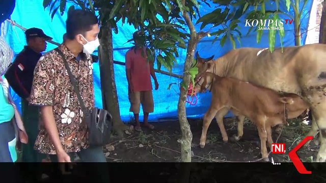 Ratusan Sapi di Lumajang Terjangkit Penyakit Mulut dan Kuku Atau PMK