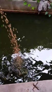 Ternak ikan lele pakan full pelet cepat besar!!