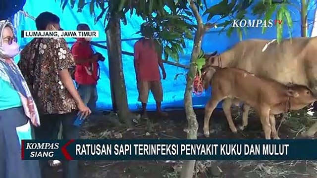 Wabah Menyebar, Ratusan Sapi di Lumajang Terinfeksi Penyakit Mulut dan Kaki