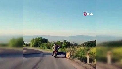 Fotoğraftaki hayvanı bulun! İnanın çok zorlanmayacaksınız