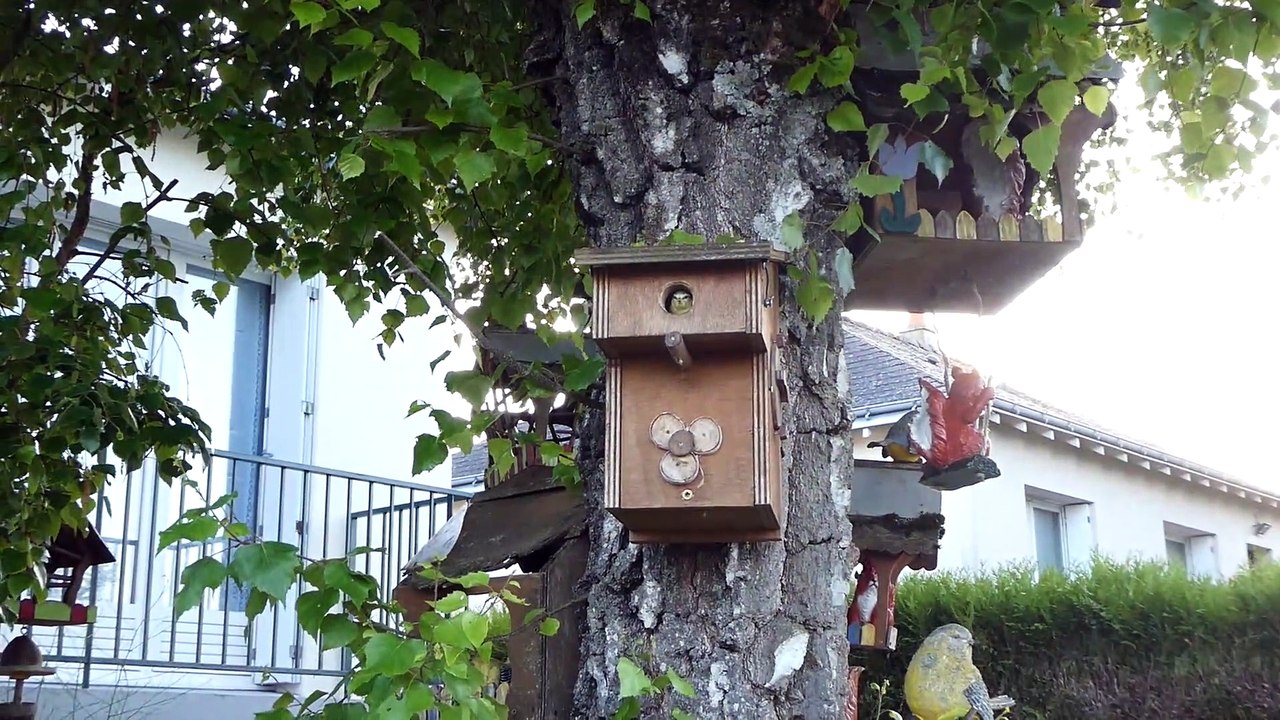 Mésange Bleue (mai 2022)