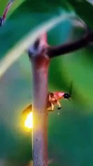 VIDEO: जुगनुओं की रोशनी से जगमगा देने वाला नजारा मनमोहित कर देगा- जरूर देखें वीडियो