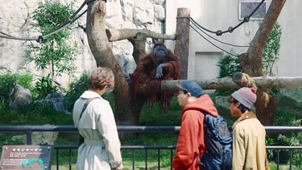 [Vietsub] TVCM Obayashi và tôi: Đô thị giữa rừng sâu