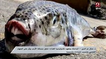 سمكة الأرنب أو القراض تسبب الوفاة ولا علاج لها ..تعرف على المزيد من د. منال عز الدين
