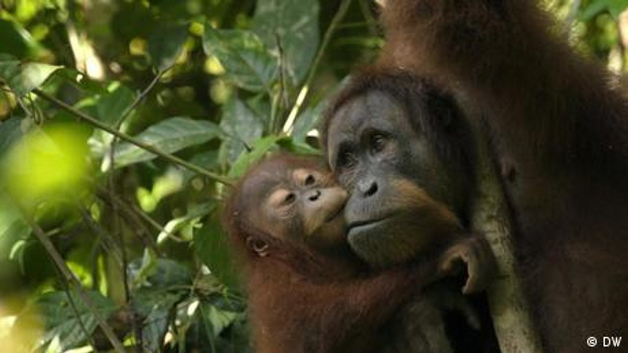 ¿Podemos detener la extinción de especies?