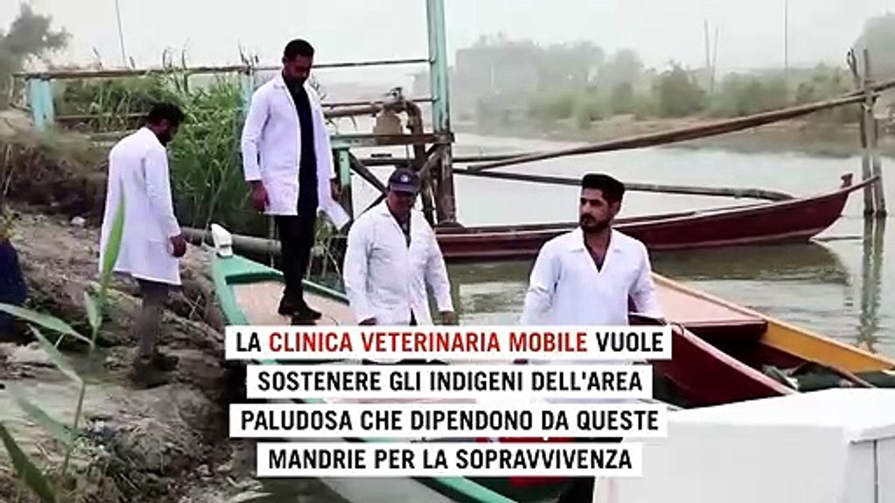 In Iraq i veterinari vanno in barca per salvare i bufali dalla crisi climatica