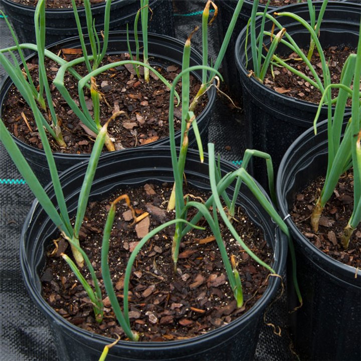 Pflanzenpraxis eröffnet in London!