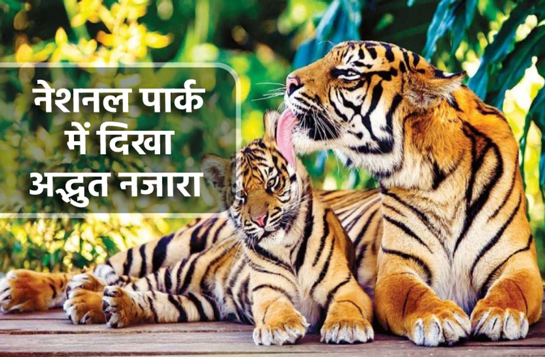 उमरिया : बांधवगढ़ नेशनल पार्क में दिखा अद्भुत नजारा