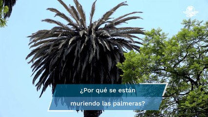 Las palmeras se están enfermando en la CDMX, bajo la lupa 12 mil ejemplares