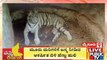 White Tigress Gives Birth To 3 Cubs In Mysuru Zoo | Public TV