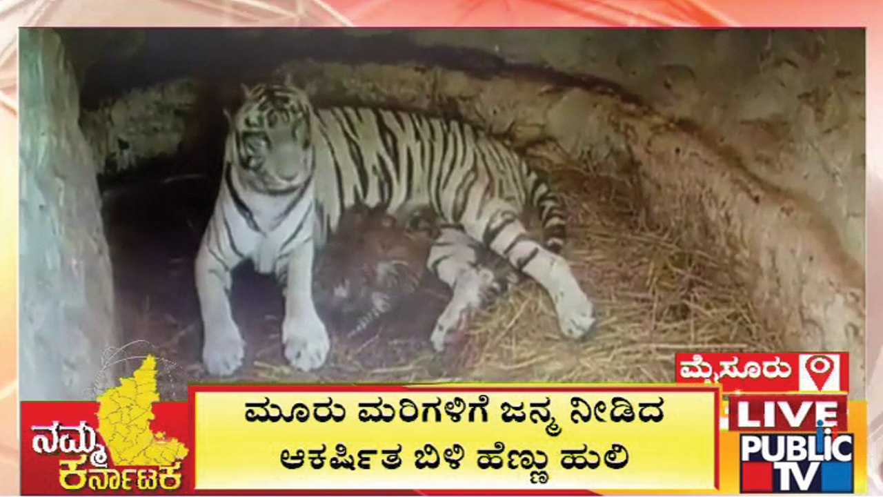 White Tigress Gives Birth To 3 Cubs In Mysuru Z...