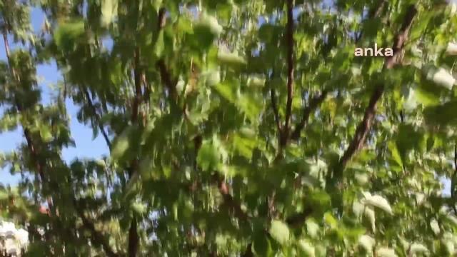 Kayısı Üreticisi Mehmet Yıldırım: Bir Tek Kayısıdan Gelecek Paraya Bakıyoruz. O da Yoktur, Ne Yapacağız?