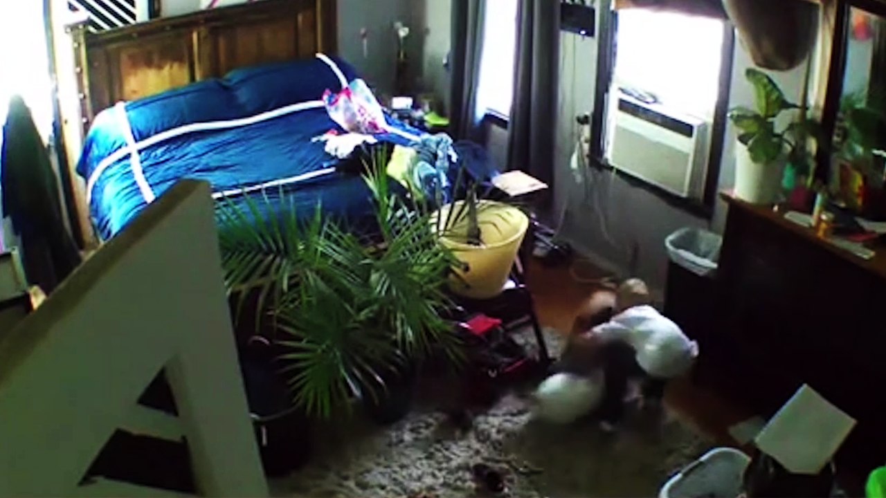 'Courageous 7 y/o boy protects anxious baby bird from preying cat and dog '