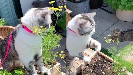 'Fly-swattin' kitty proves that cats do help around the house '