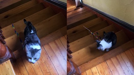 ''Clumsy but persistent' cat is finding it hard to carry her toy up the stairs '