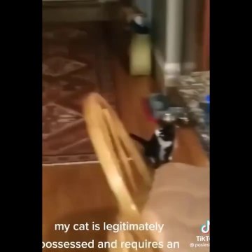 Funny Cats And Other Animals That Will Make You Laugh All Day Long - Johnny Catsville