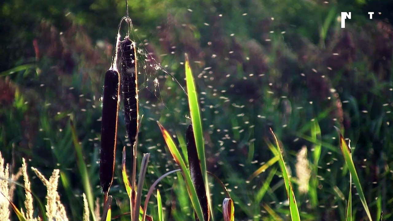 Mückenstich oder Zeckenbiss: Das unterscheidet den potentiell gefährlichen Biss vom harmlosen Stich